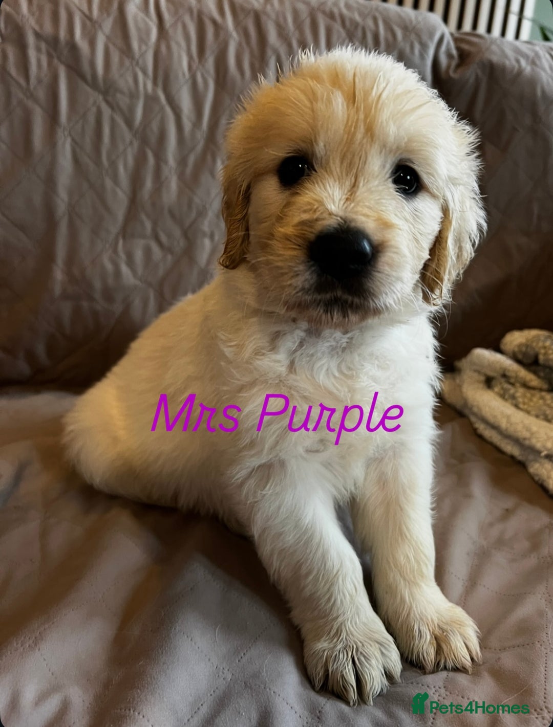 Golden Retriever dogs for sale: Adorable pedigree Golden Retriever puppies  - Image 14