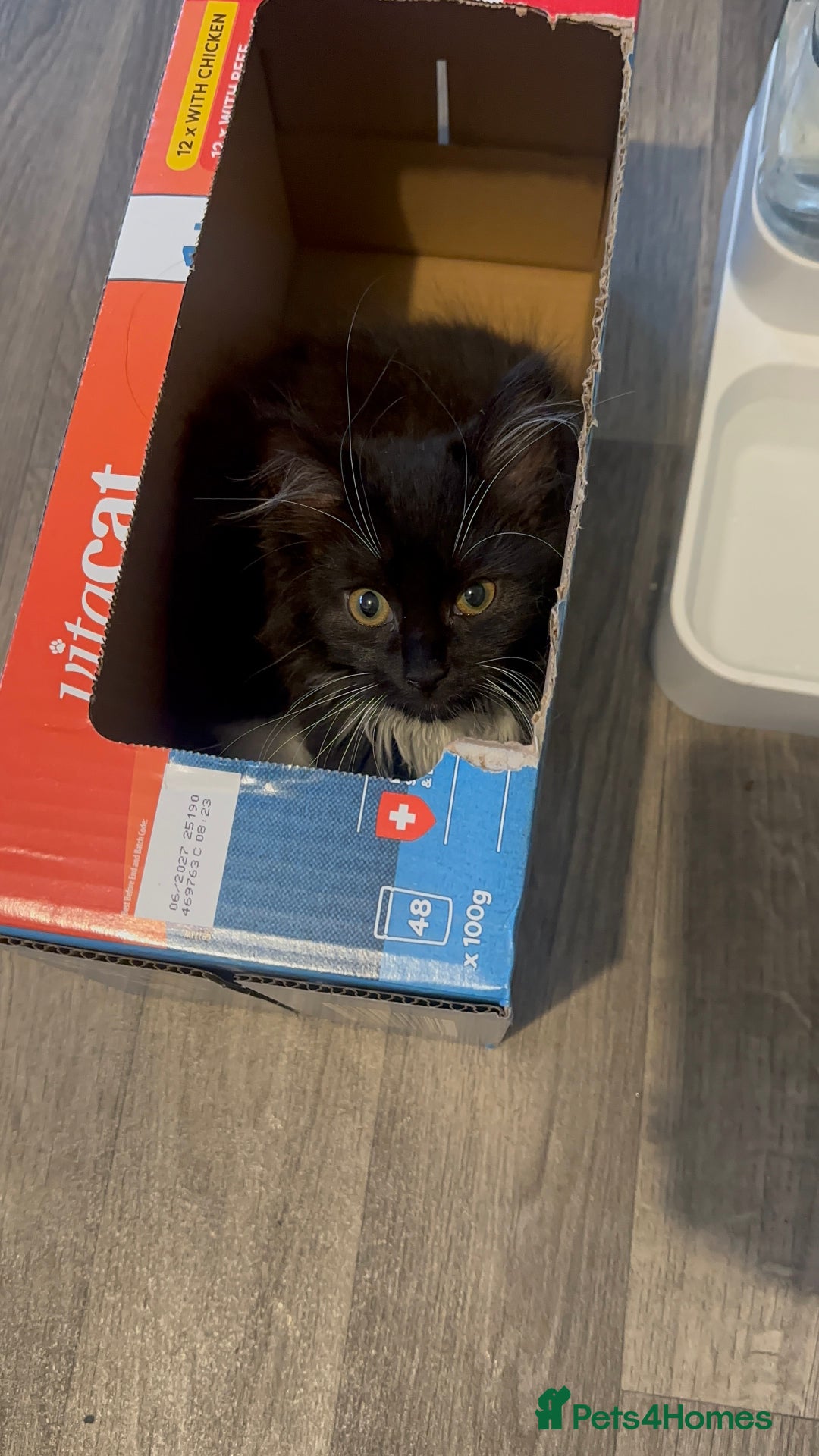 Mixed Breed cats for sale: Adorable boy available now! - Advert 3