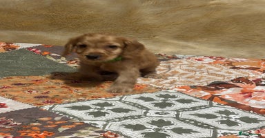 Cocker Spaniel dogs - Advert 3