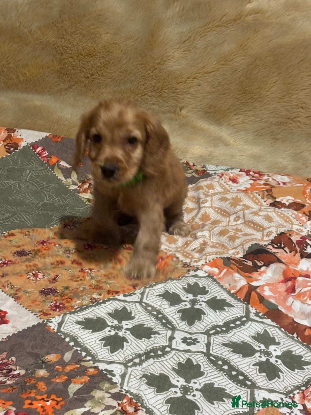 Cocker Spaniel dogs for sale: Cocker spaniel puppies  - Image 3