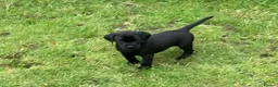 Labrador Retriever dogs for sale: Fantastic Royal Kennel Club Puppies  - Advert 4