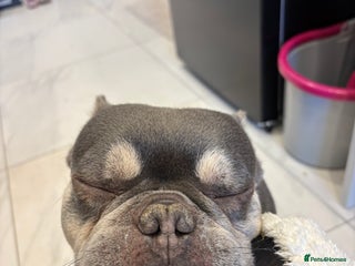 French Bulldog dogs - Advert 17