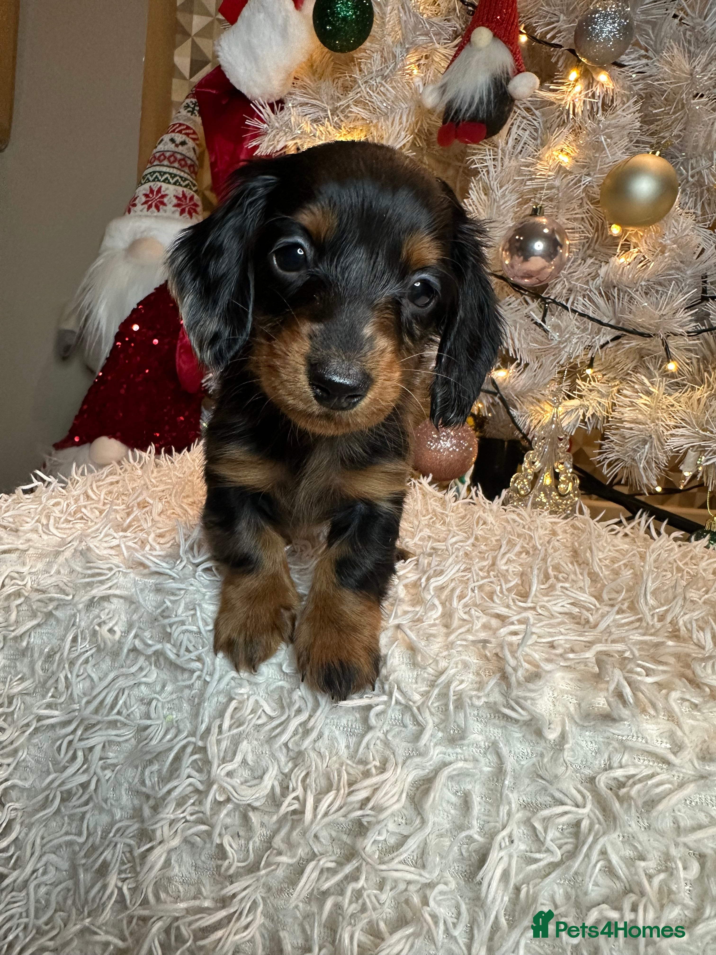 Miniature Dachshund dogs Long Haired Miniature Dachshund puppies - Advert 1