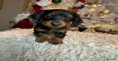 Miniature Dachshund dogs Long Haired Miniature Dachshund puppies - Advert 1