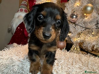 Miniature Dachshund dogs Long Haired Miniature Dachshund puppies - Advert 5