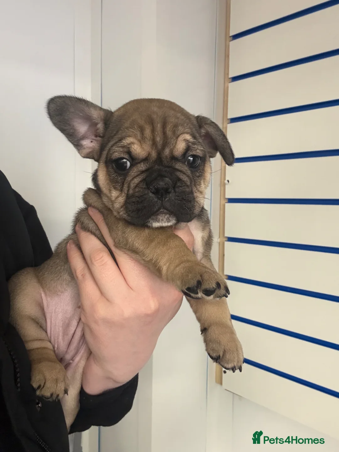 French Bulldog dogs for sale: Female French bulldog - Advert 2