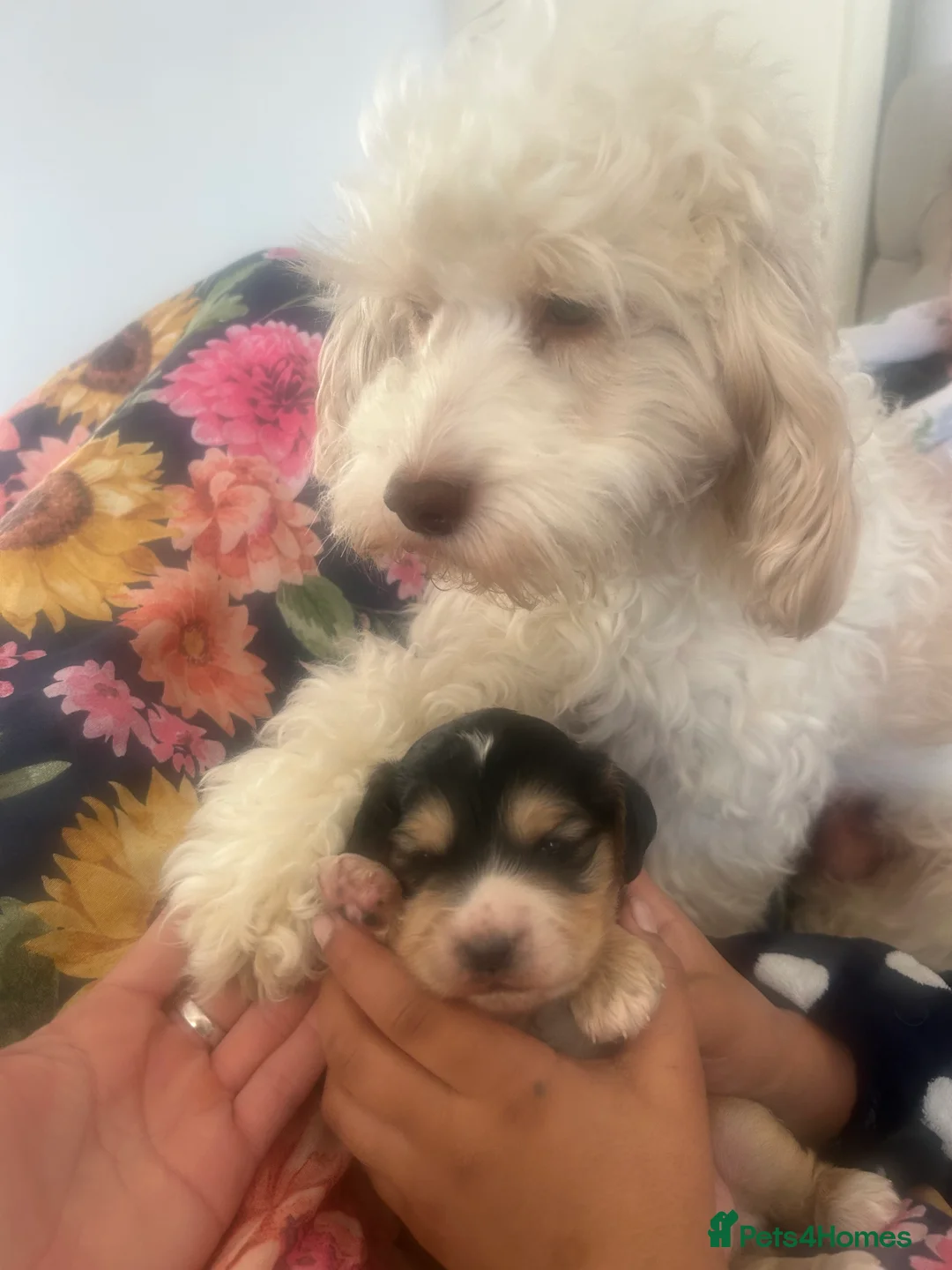 Cockapoo dogs for sale: Cockapoo  in Witham - Advert 1