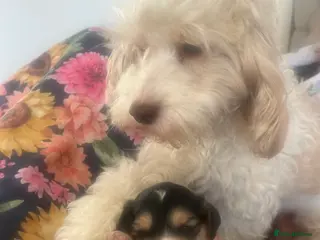 Cockapoo dogs Cockapoo in Witham - Advert 1