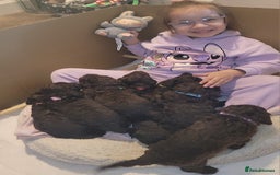 Sproodle dogs for sale: Gorgeous Chocolate Sproodle Puppies - Image 20