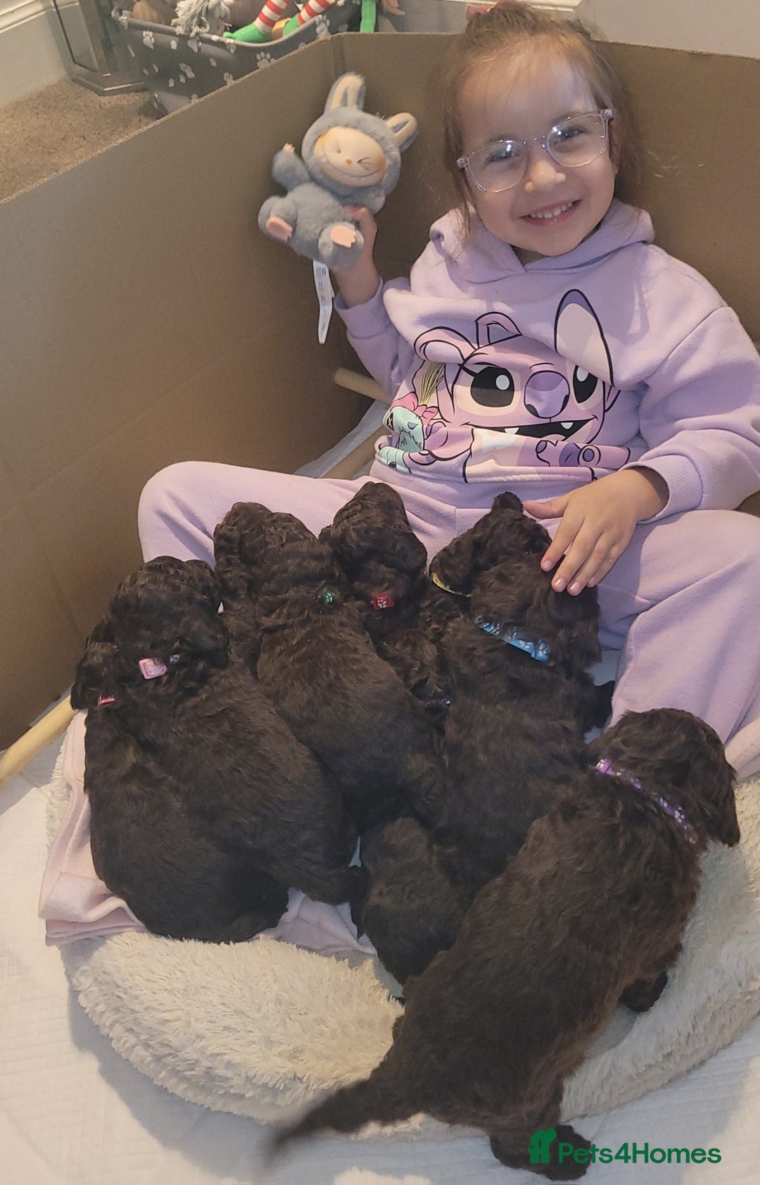 Sproodle dogs for sale: Gorgeous Chocolate Sproodle Puppies - Image 20