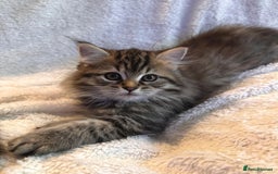 Siberian cats for sale: ❤️ 5 super friendly Siberian mix kittens ❤️ - Image 19