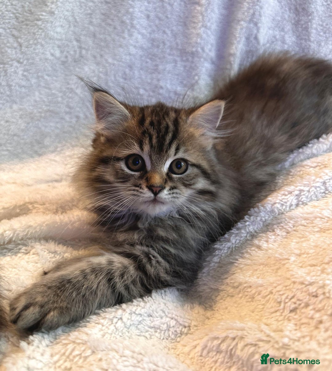Siberian cats for sale: ❤️ 5 super friendly Siberian mix kittens ❤️ - Image 19