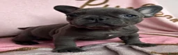 French Bulldog dogs for sale: Blue French bulldog puppies  - Advert 11
