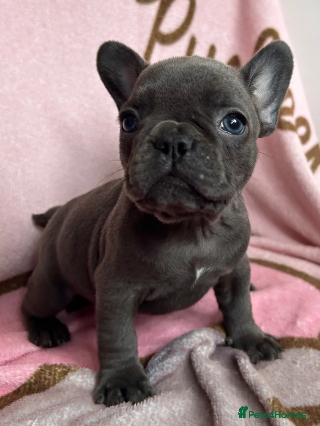 French Bulldog dogs for sale: Blue French bulldog puppies  - Advert 31
