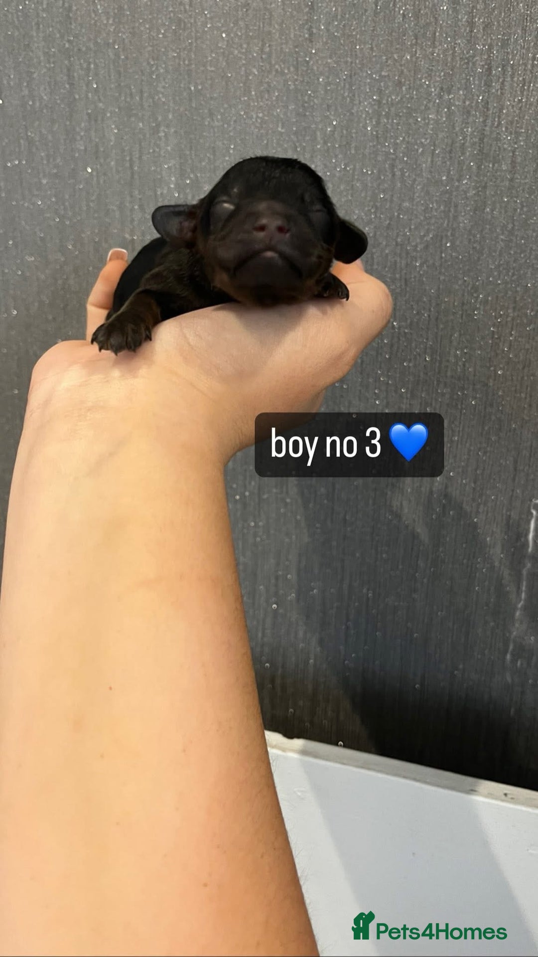 Cavapoo dogs for sale: Cavapoo puppies phantom Black and Tan  - Advert 2