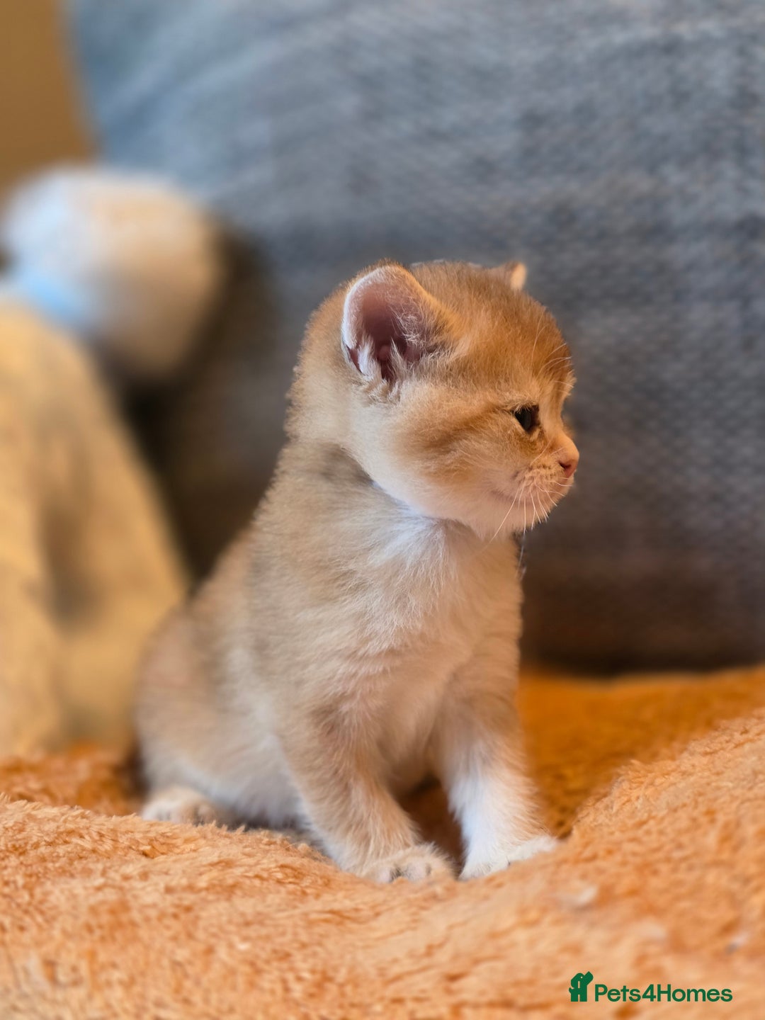 British Shorthair cats for sale: British shorthair Tica😻😽🐈😺😍🌹🌸🌼 - Advert 21