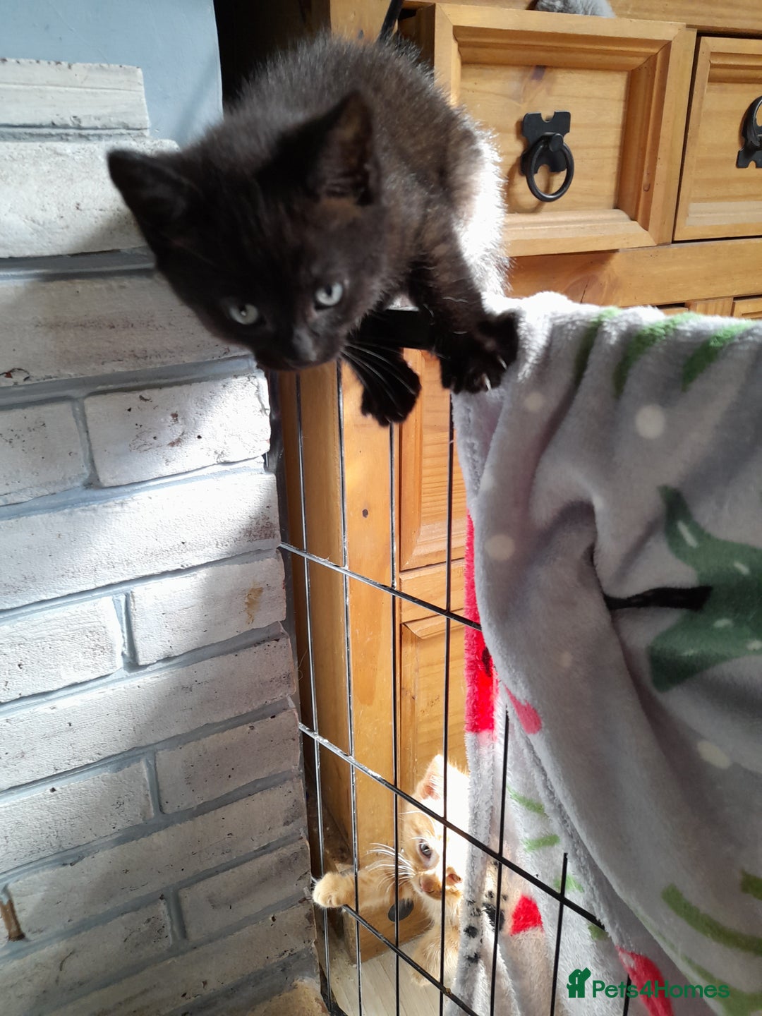 Mixed Breed cats for sale: Gorgeous Ragamuffin x kittens - Image 2