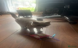 British Shorthair cats for sale: British Short Hair lilac female  - Image 6
