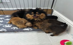 Pomeranian dogs for sale: 🐾✨ Adorable Pomeranian Puppies for Sale 🧡🐶 - Image 10