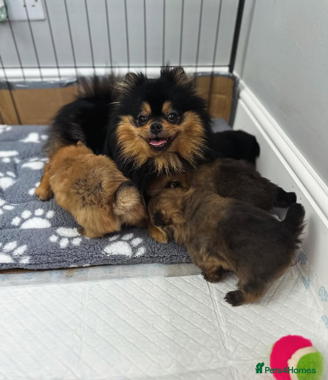 Pomeranian dogs for sale: 🐾✨ Adorable Pomeranian Puppies for Sale 🧡🐶 - Image 10