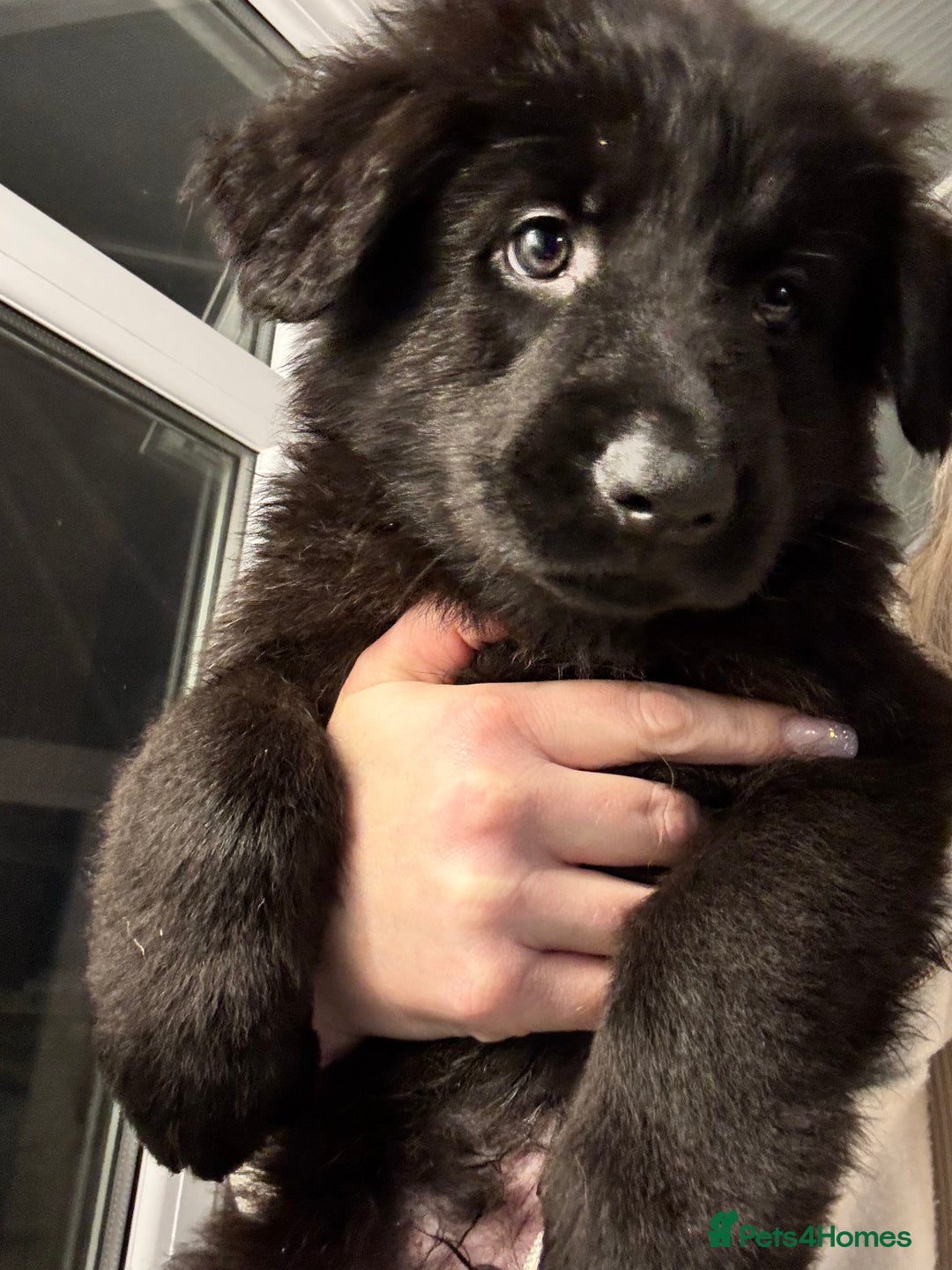 German Shepherd dogs for sale: Rockforce Long Haired German Shepherd Puppies - Advert 21