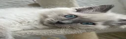 Ragdoll cats for sale: Blue Tortie Point Mitted Ragdoll Kittens in Haddington - Advert 8