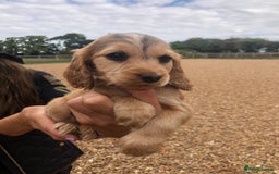 Cocker Spaniel dogs for sale: 3 BOYS 1 GIRL REMAINING  💙💙💙🩷 - Image 10