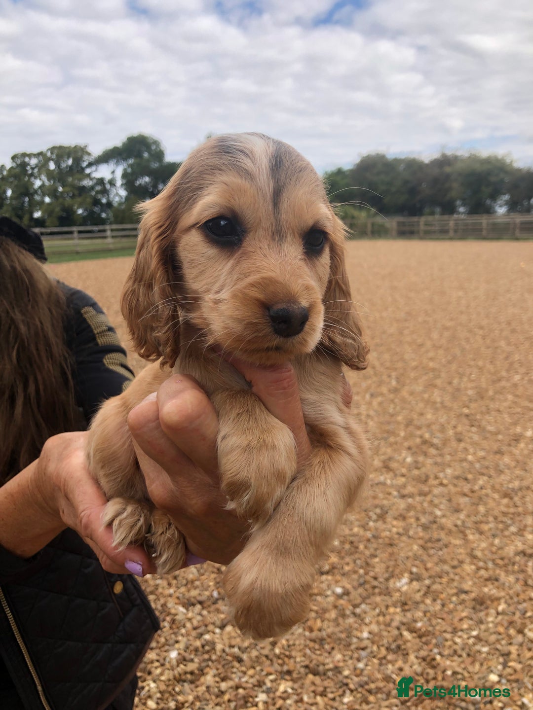Cocker Spaniel dogs for sale: 3 BOYS 1 GIRL REMAINING  💙💙💙🩷 - Image 10