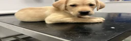 Labrador Retriever dogs for sale: Gorgeous Labrador puppies for sale - Advert 15