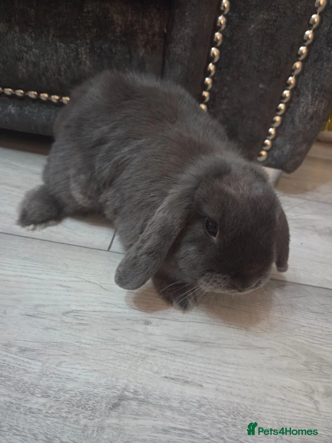 Mini Lop rabbits for sale: Two gorgeous mini lops looking for new homes - Advert 3