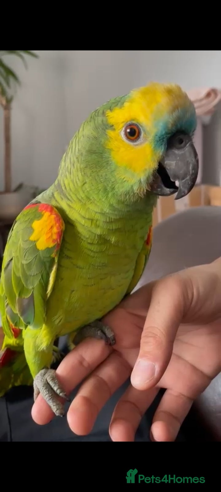 Parrots birds Amazon Parrott  - Advert 17