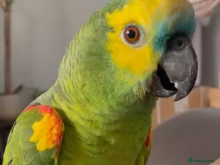 Parrots birds Amazon Parrott - Advert 1