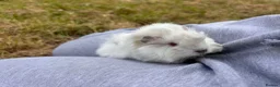 Guinea Pig rodents for sale: Trio of Peruvian femaleguineapigs.Must go together - Advert 8