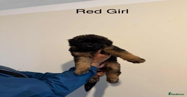 German Shepherd dogs - Advert 4