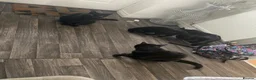 British Shorthair cats for sale: Male pure black & Female pure black with locket  in Alcester - Advert 5