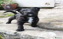 Mixed Breed dogs for sale: Gorgeous CairnJacks - Image 8