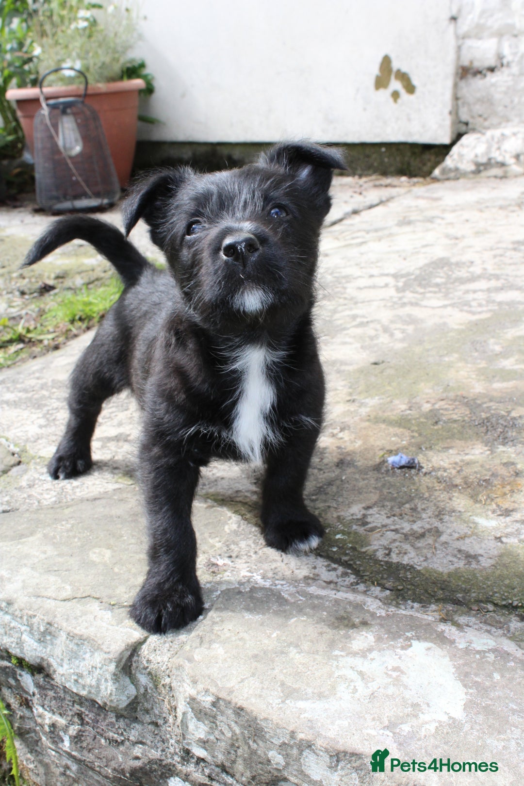 Mixed Breed dogs for sale: Gorgeous CairnJacks - Image 8