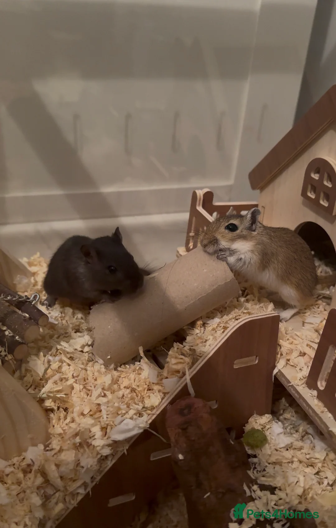 Gerbil rodents for sale: 2 Female gerbil - Advert 1