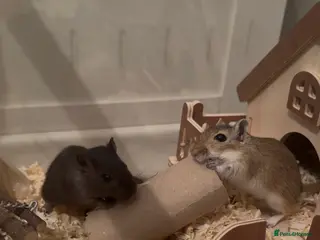 Gerbil rodents 2 Female gerbil - Advert 1