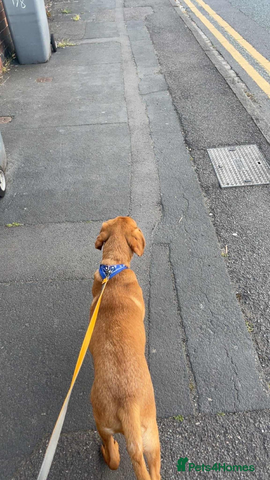 Labrador Retriever dogs for sale: 6 month old red fox labrador for sale - Image 2