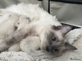 Ragdoll cats Ragdoll kittens - Advert 13