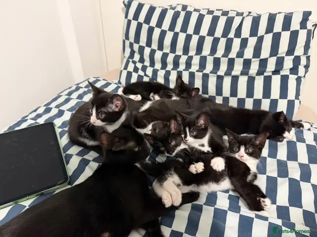 Mixed Breed cats 7 Adorable Kittens Looking for Loving Homes - Advert 9