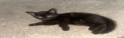 Mixed Breed cats for sale: Beautiful 7 week old boy kitten  - Advert 3