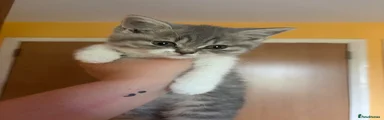British Shorthair 4