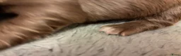 Miniature Dachshund dogs for sale: Longhaired Minature Dachshund - Advert 21