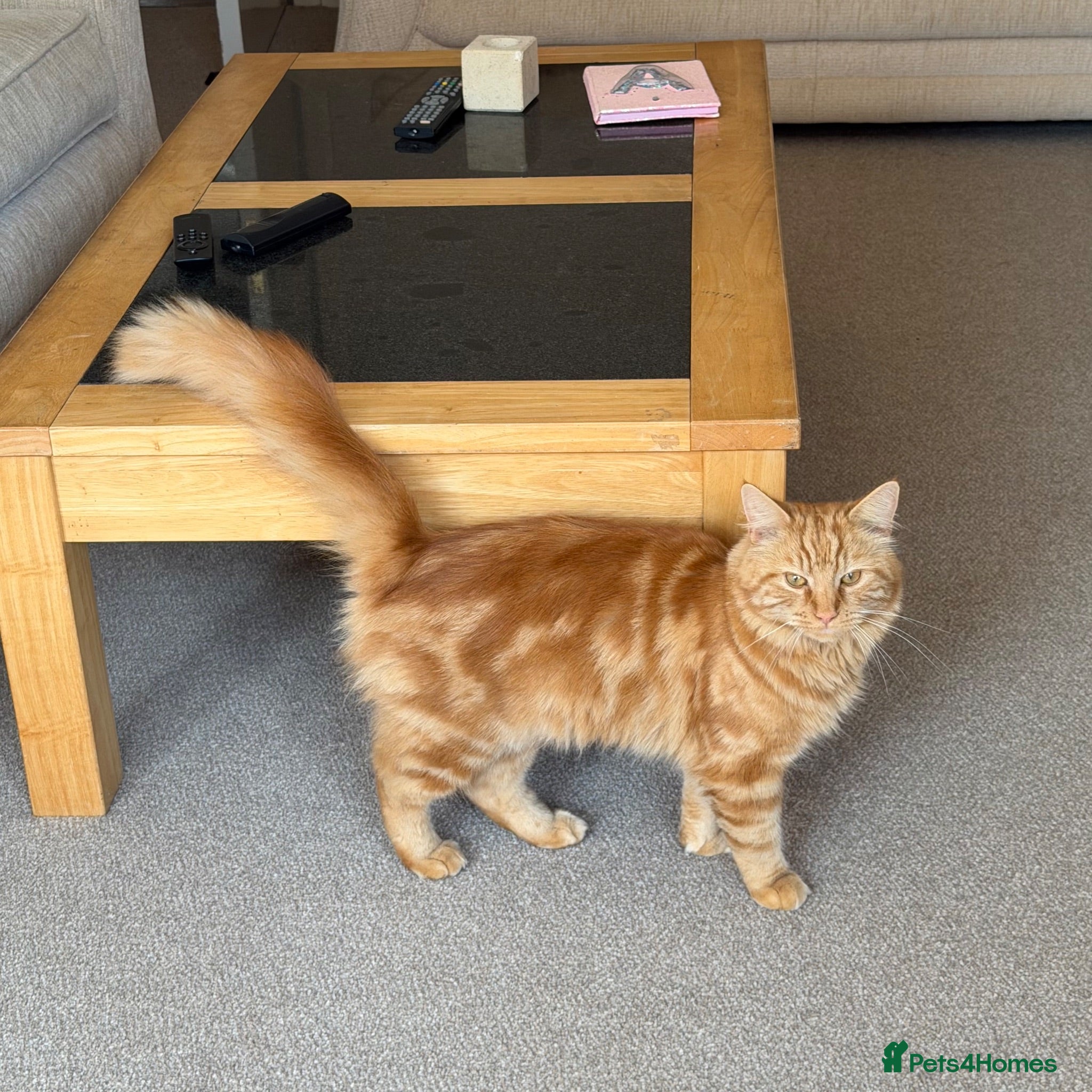 Mixed Breed cats Garfield 2 years  - Advert 6
