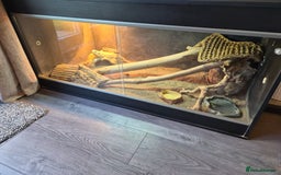 Dragon reptiles for sale: Bearded dragon ( Gunner )  - Image 2