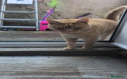 Mixed Breed cats for sale: 2 female kittens  - Image 13