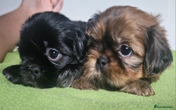 Shih Tzu dogs for sale: Imperial Shih tzu Puppies - Image 3