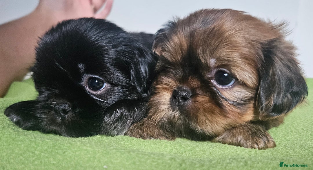 Shih Tzu dogs for sale: Imperial Shih tzu Puppies - Image 3